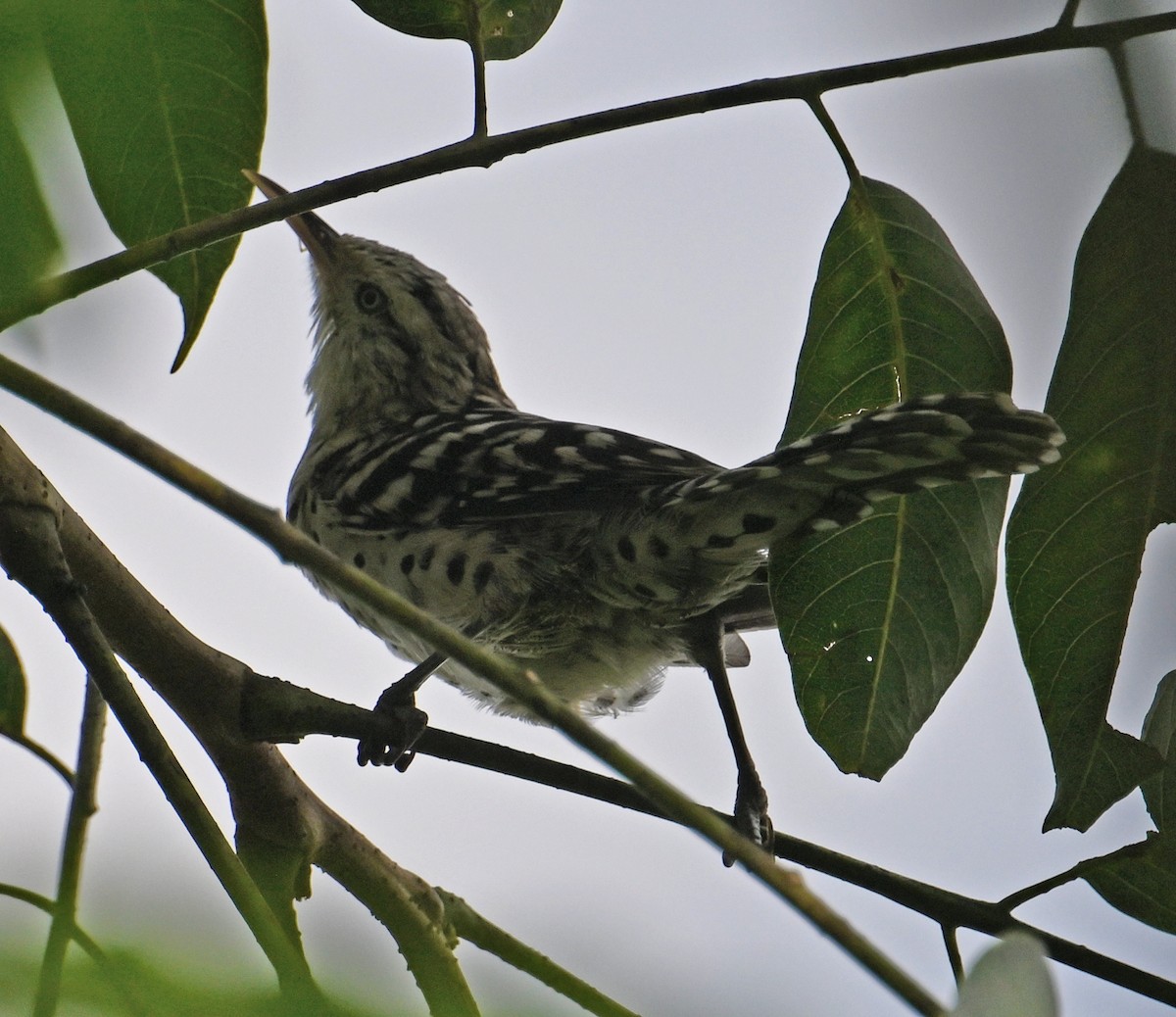 Stripe-backed Wren - ML643338730