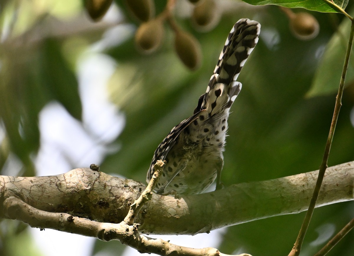 Stripe-backed Wren - ML643338731