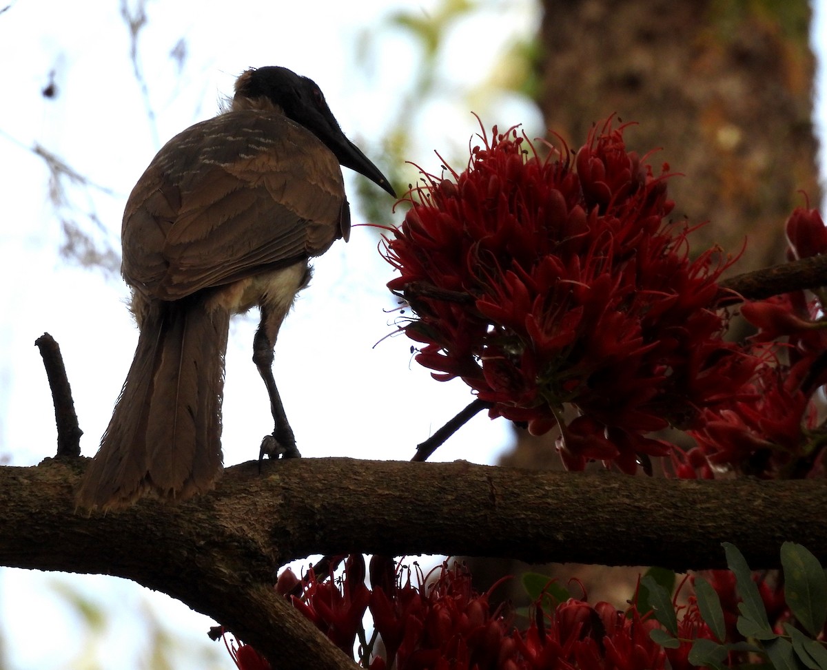Noisy Friarbird - ML643338732