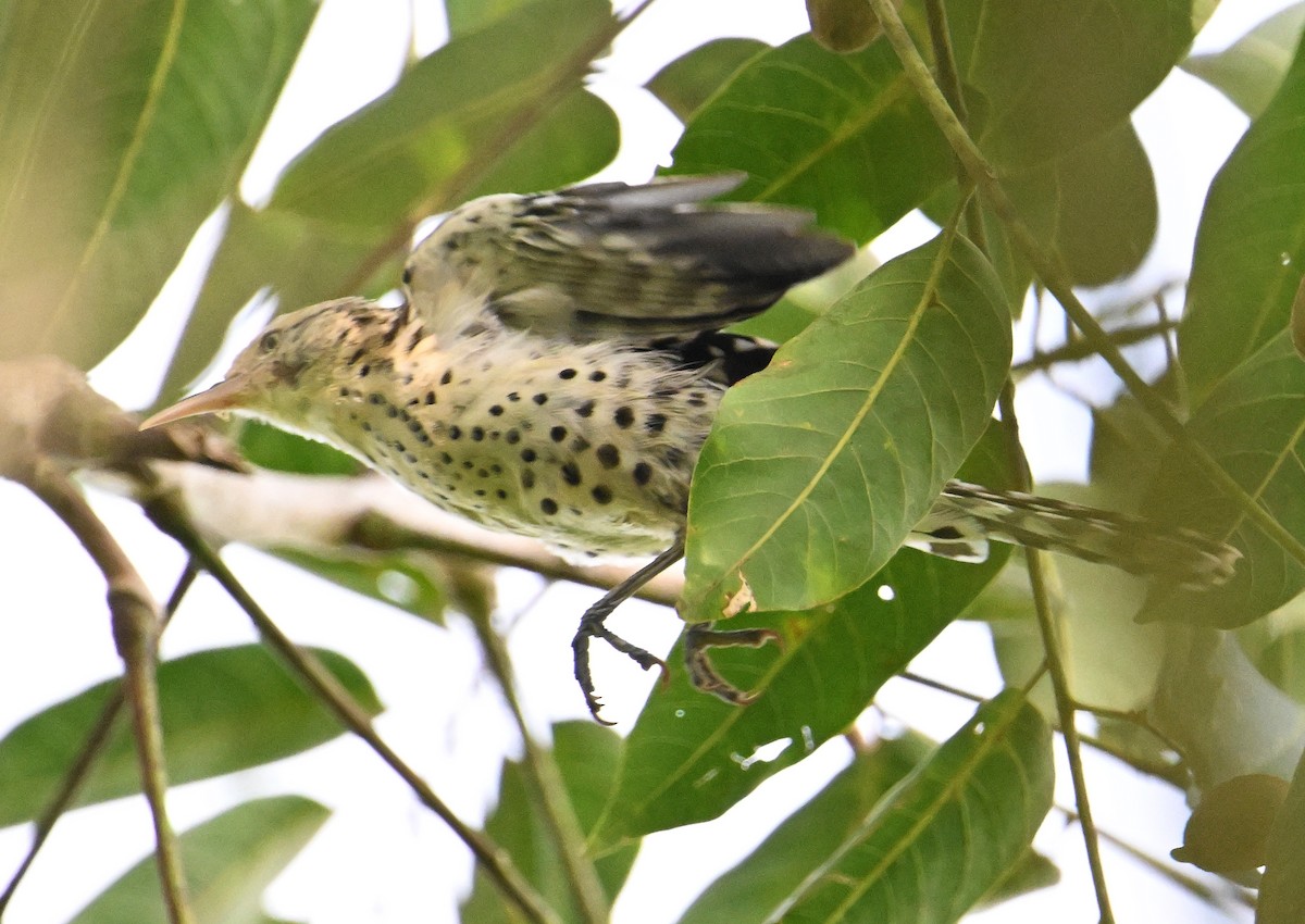 Stripe-backed Wren - ML643338733