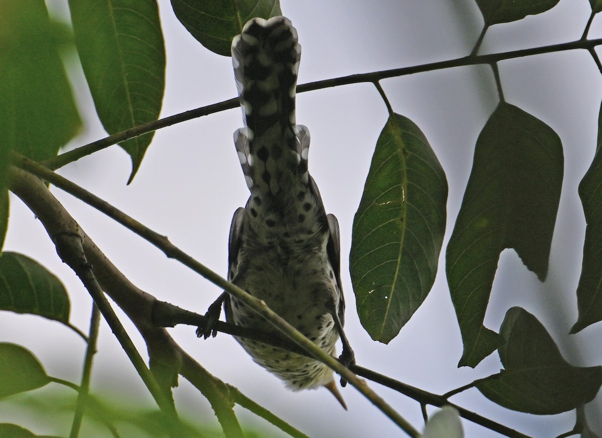 Stripe-backed Wren - ML643338734