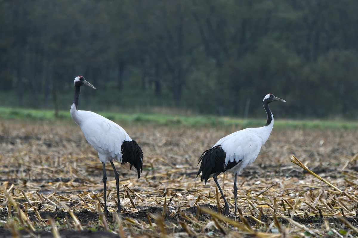 Mandschurenkranich - ML643338745