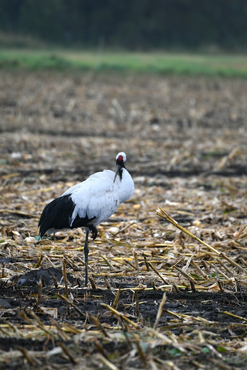 Mandschurenkranich - ML643338749