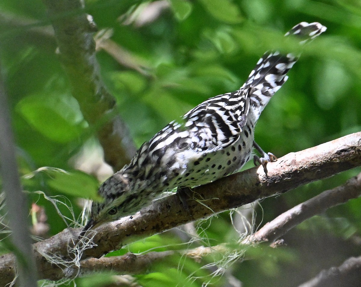 Stripe-backed Wren - ML643338751