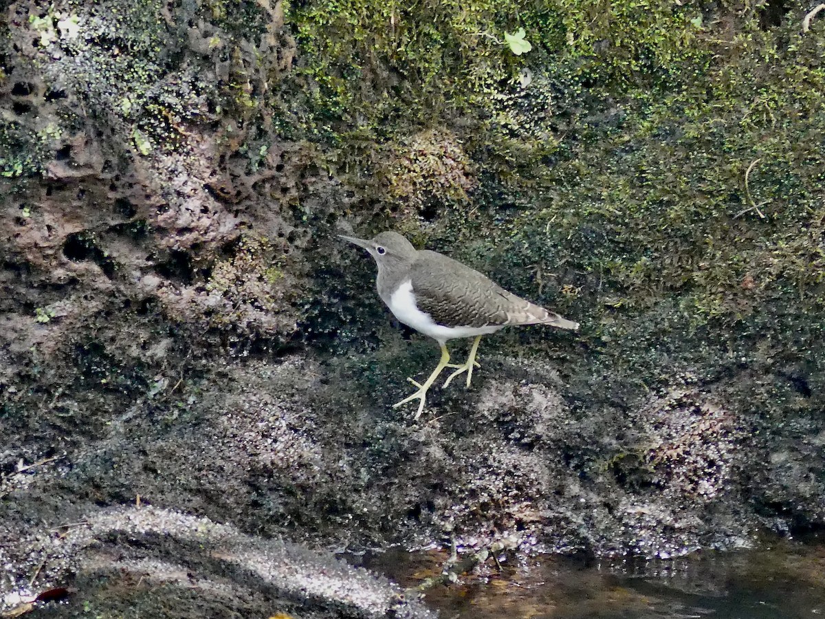 Common Sandpiper - ML643338771