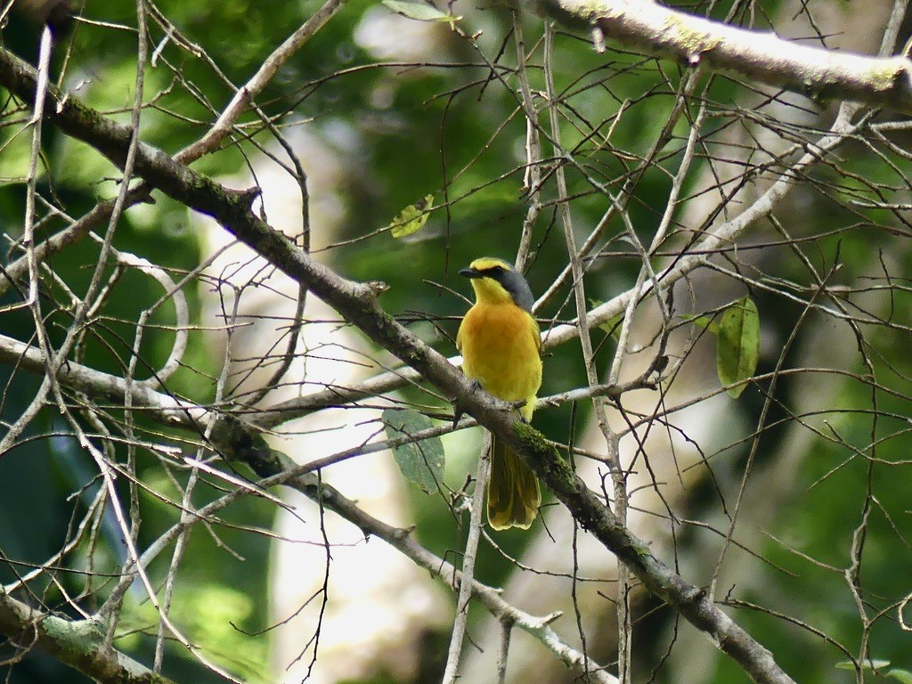 Sulphur-breasted Bushshrike - ML643338789