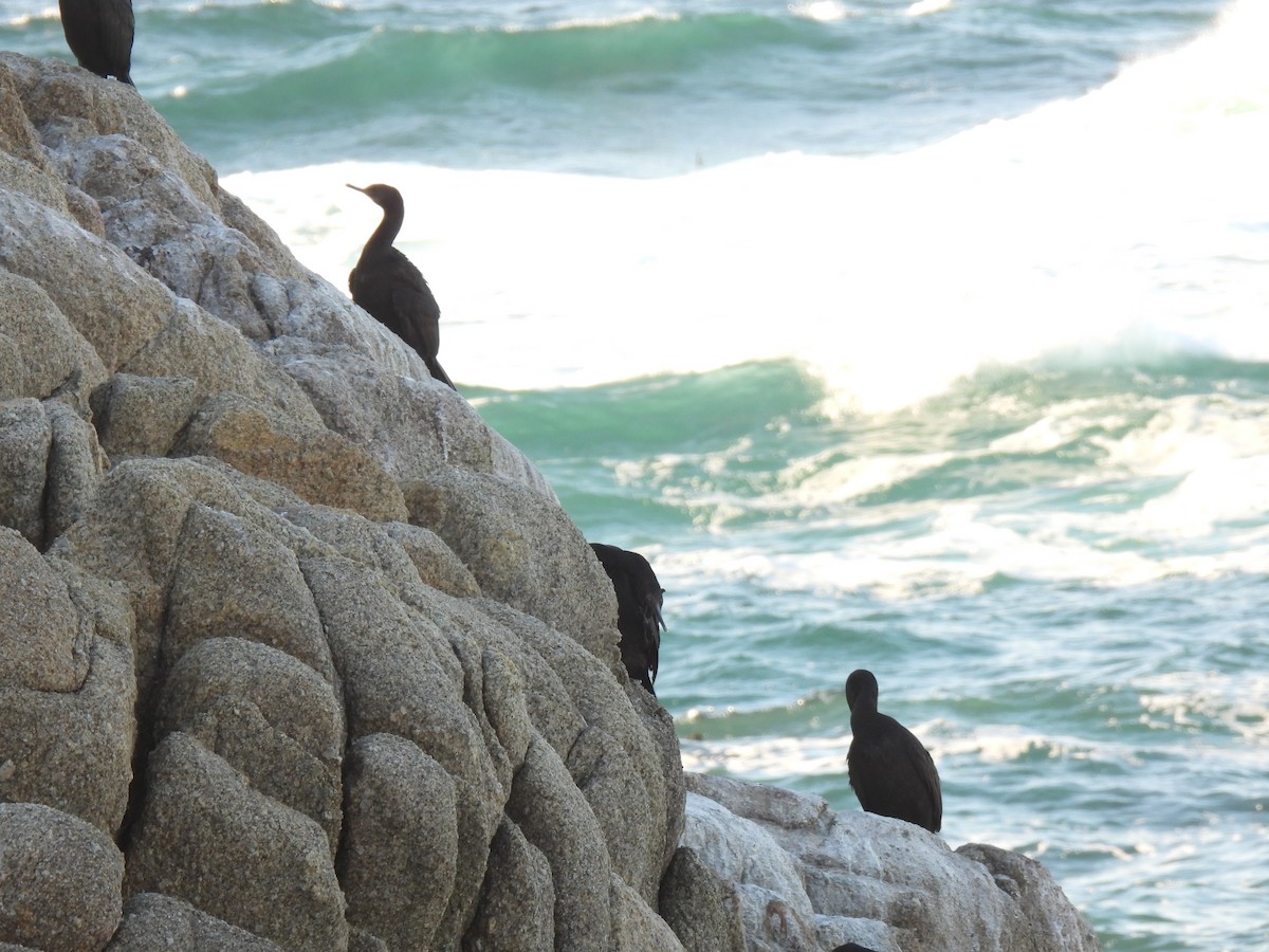 Pelagic Cormorant - ML643338794