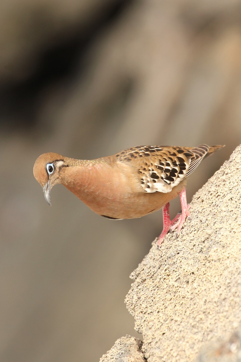 Galapagos Dove - ML643338823