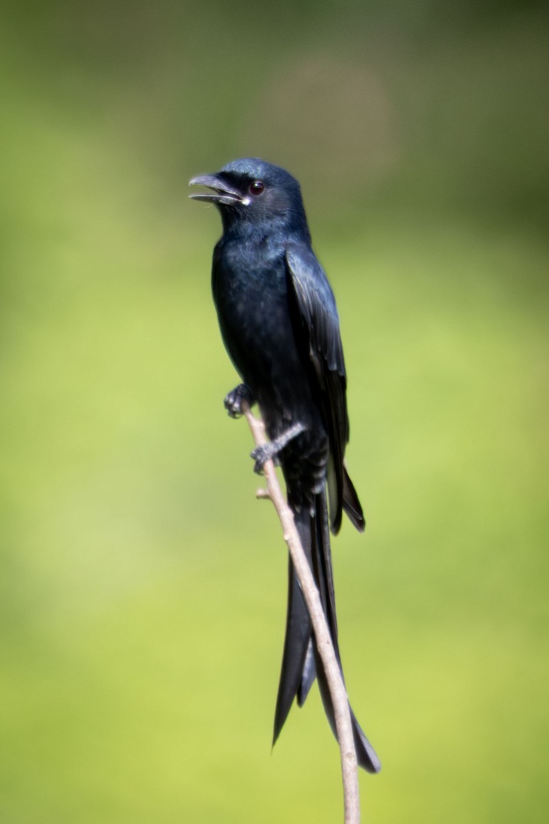 Drongo Real - ML643338856