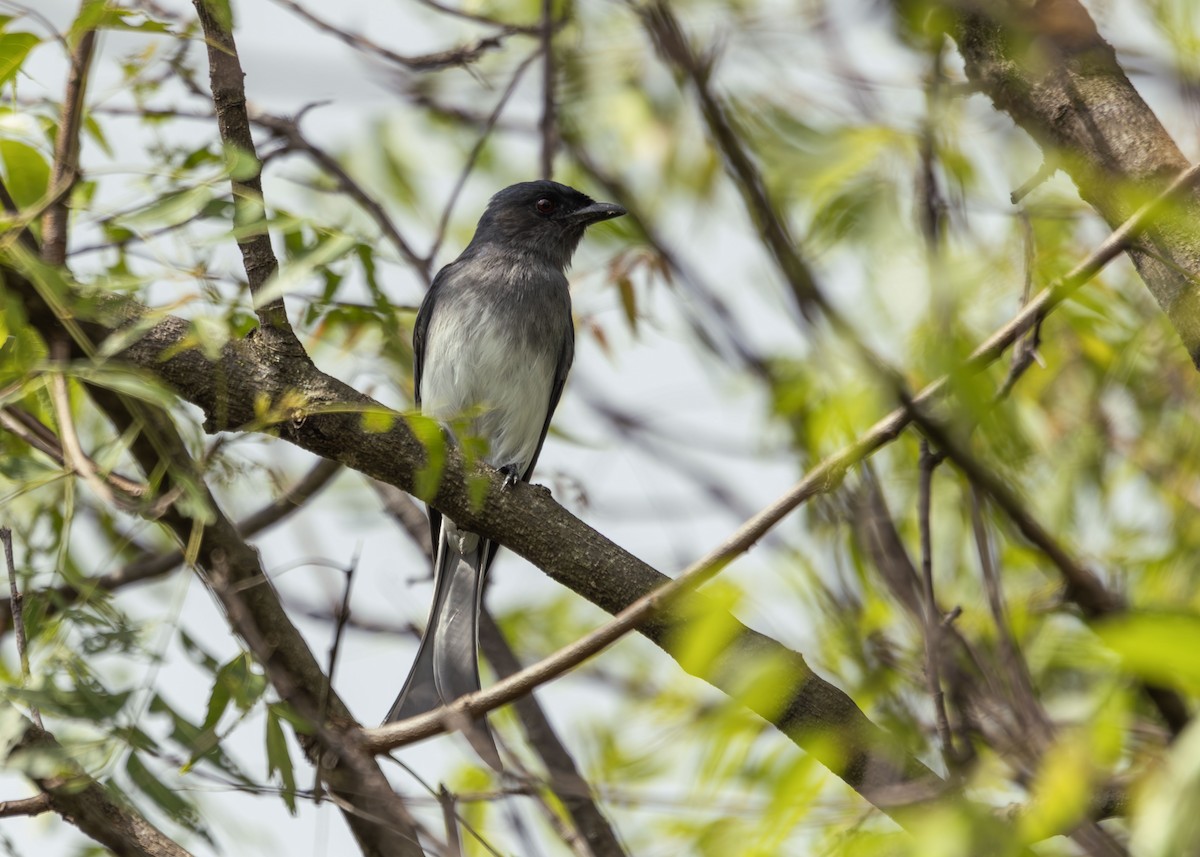 Drongo Ventriblanco - ML643338858
