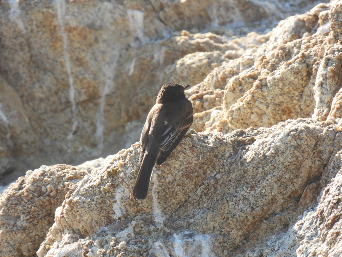 Black Phoebe - ML643338859