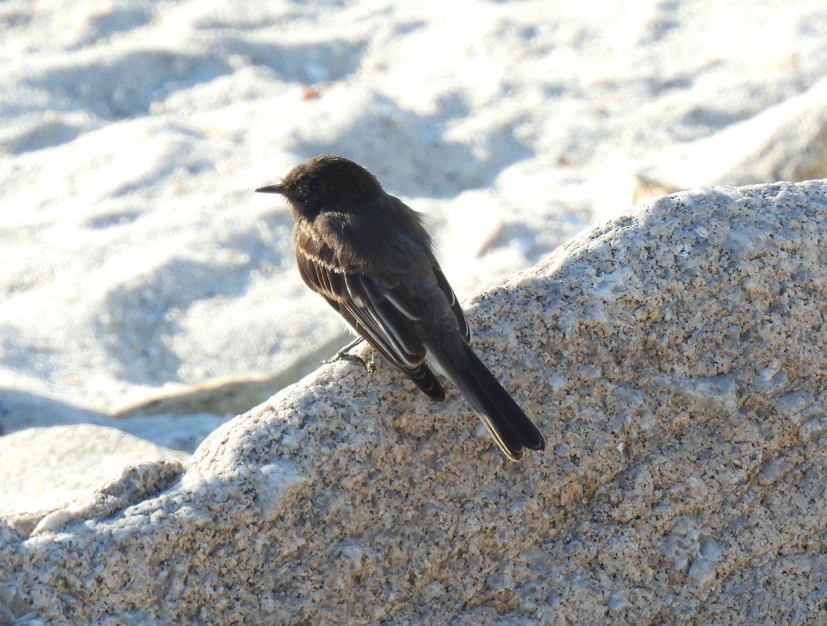 Black Phoebe - ML643338864