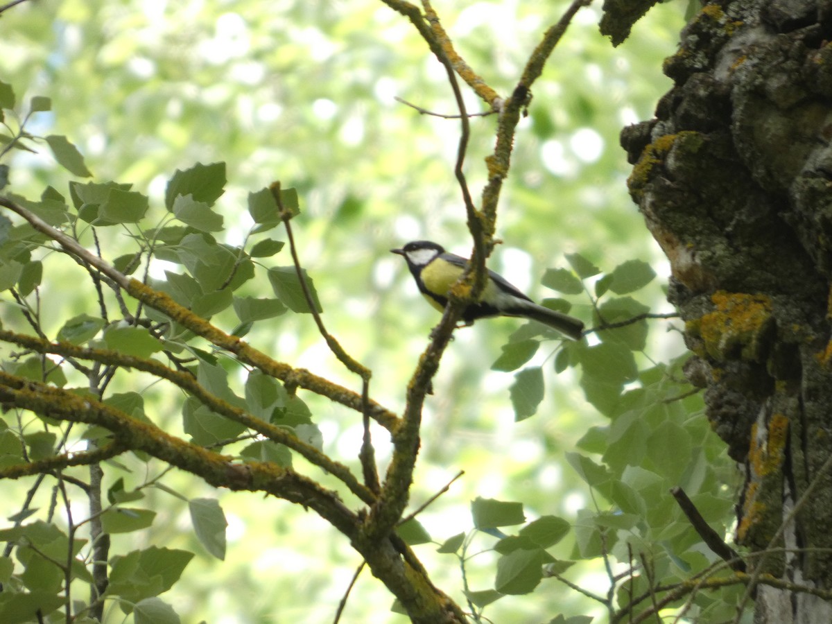 Great Tit - ML643338877