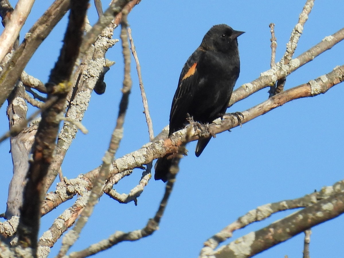 Red-winged Blackbird - ML643338878