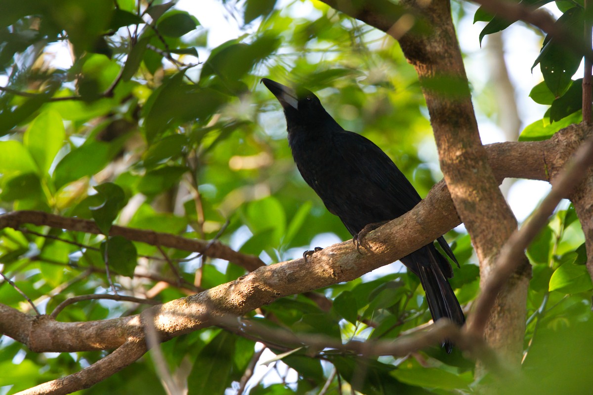 Black Butcherbird - ML643338880