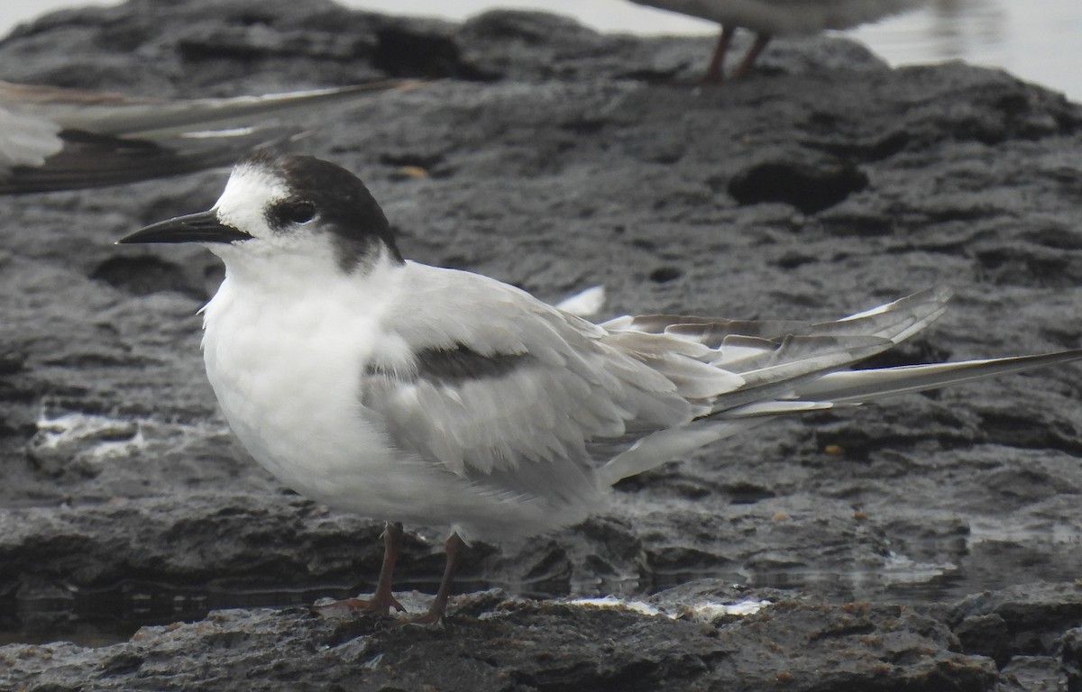 燕鷗(longipennis) - ML643338881