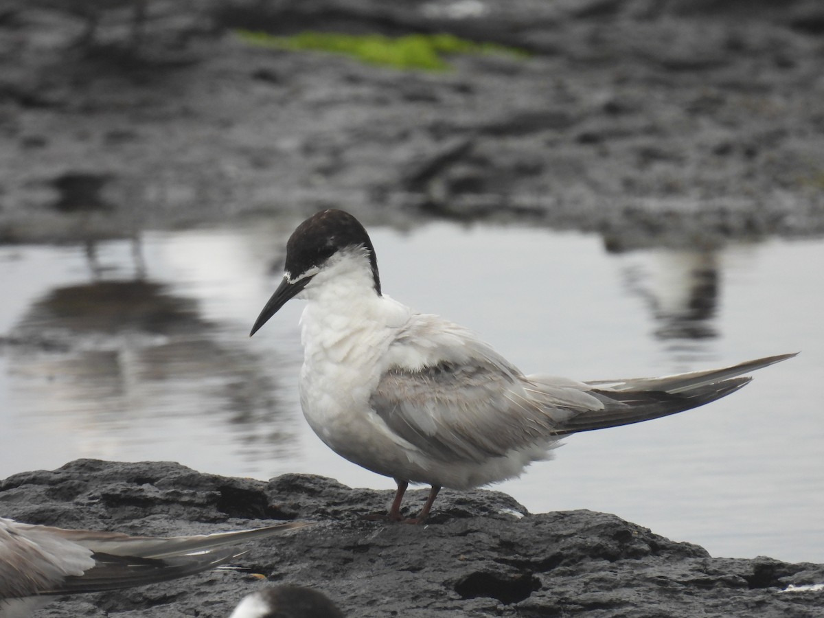 燕鷗(longipennis) - ML643338882