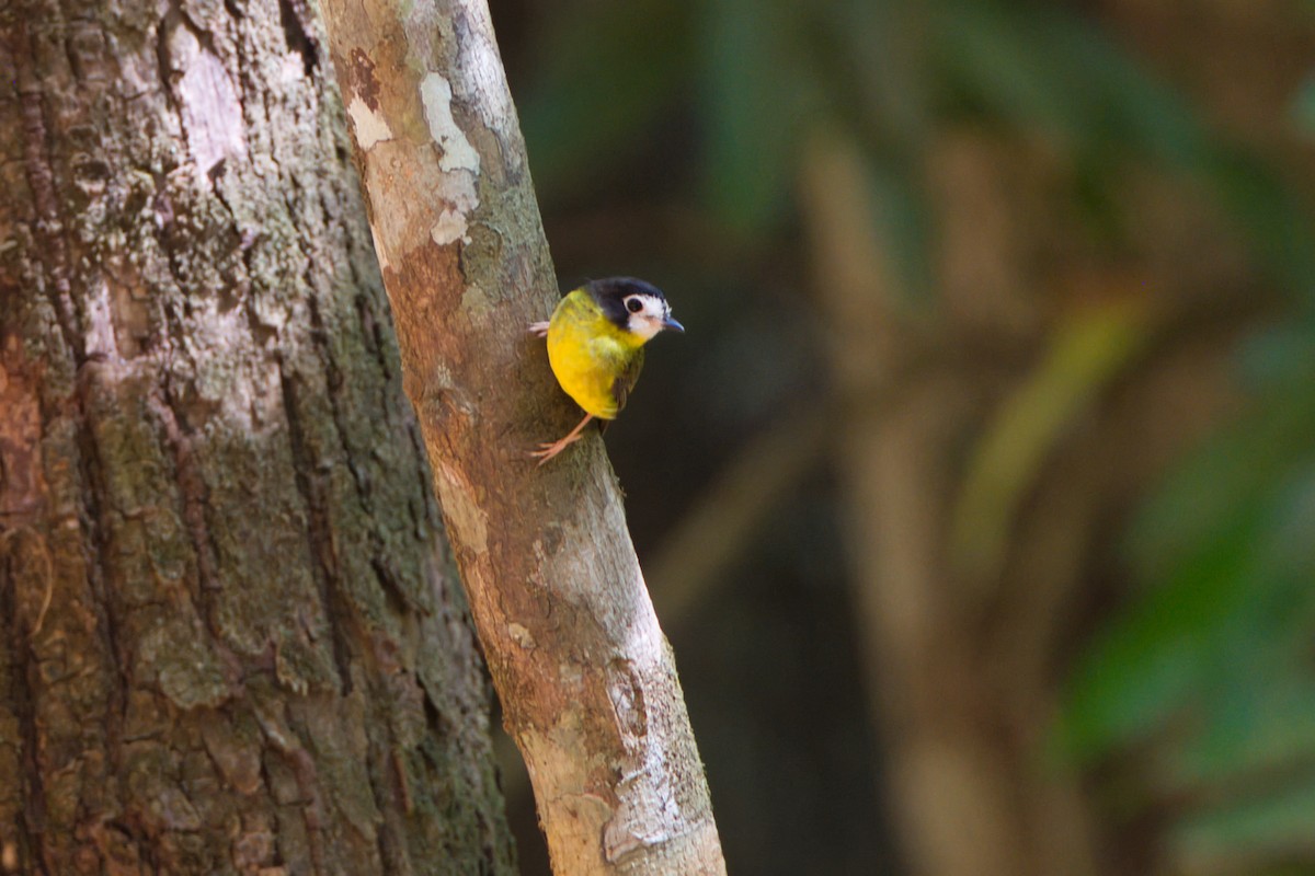 White-faced Robin - ML643338883
