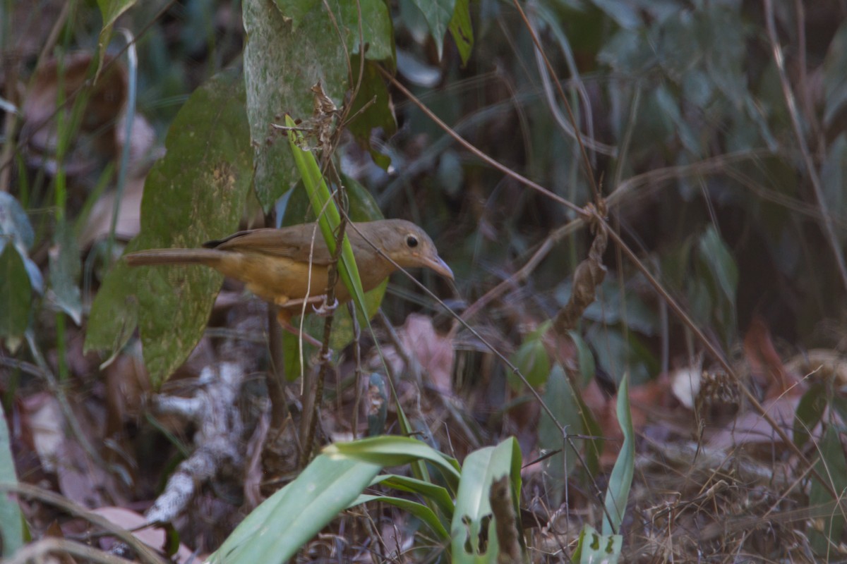 Rufous Shrikethrush - ML643338884