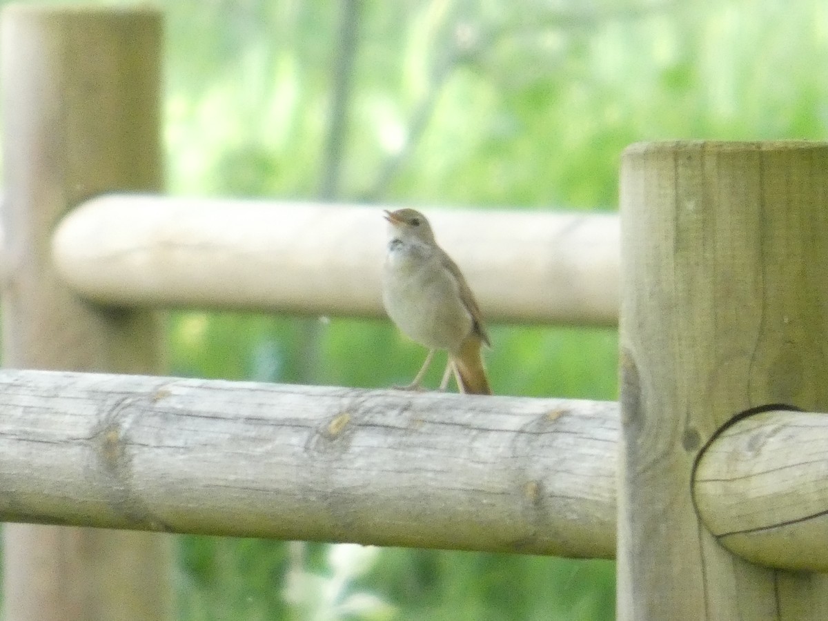 Common Nightingale - ML643338885