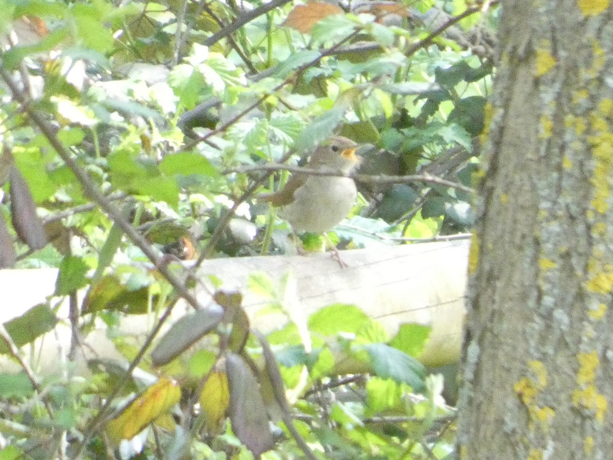 Common Nightingale - ML643338886