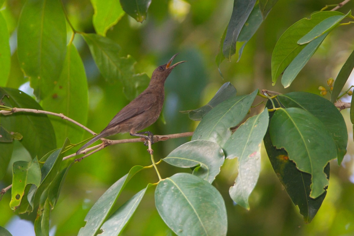 Dusky Myzomela - ML643338887