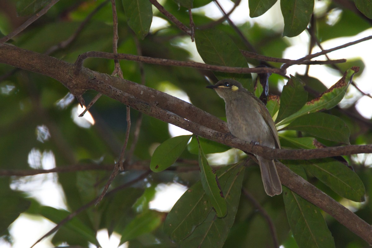 Yellow-spotted Honeyeater - ML643338889