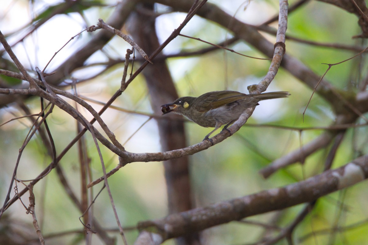 Yellow-spotted Honeyeater - ML643338890
