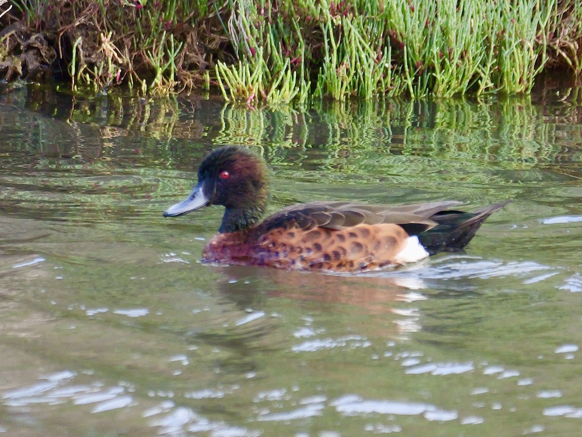 Chestnut Teal - ML643338894