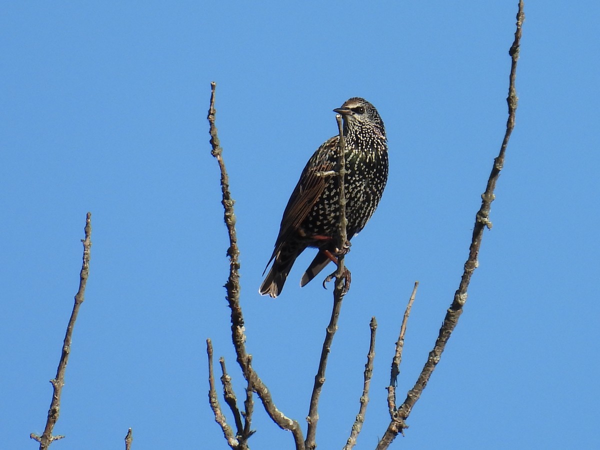 歐洲椋鳥 - ML643338902