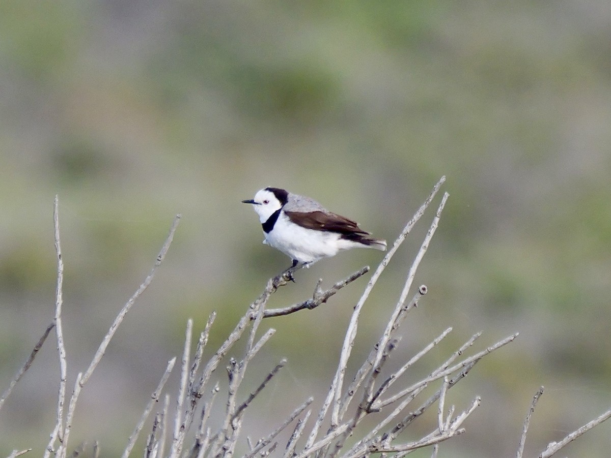 White-fronted Chat - ML643338913