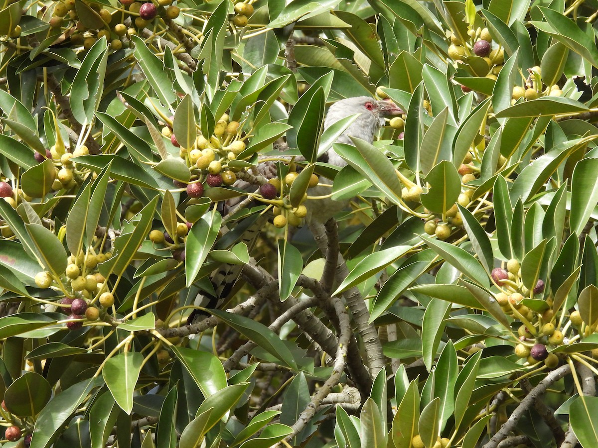 Channel-billed Cuckoo - ML643338917