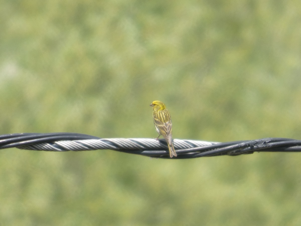 Serin cini - ML643338929