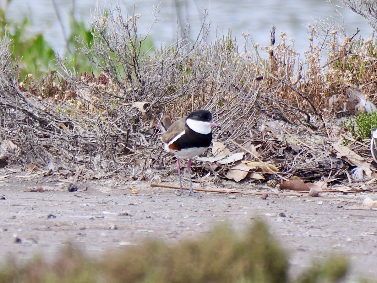 Red-kneed Dotterel - ML643338936
