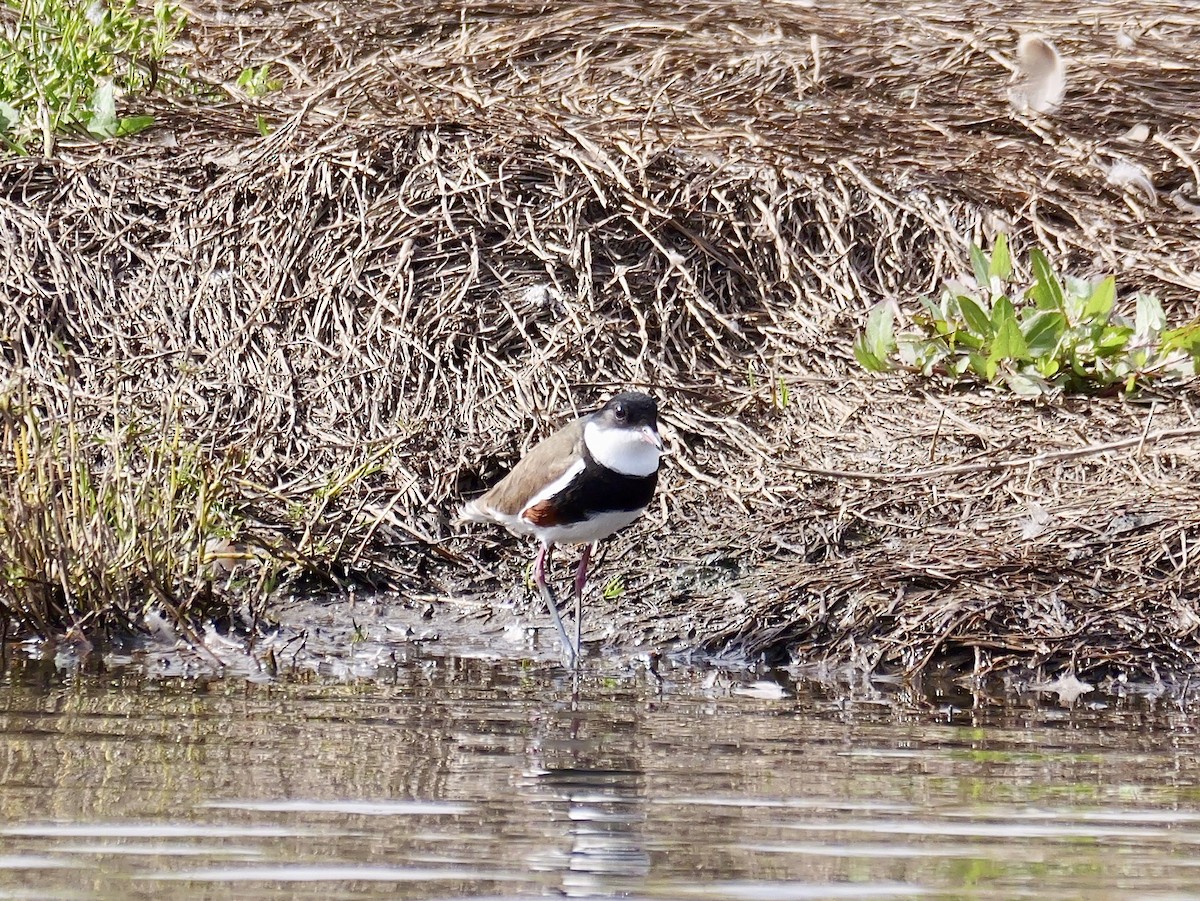 Red-kneed Dotterel - ML643338937