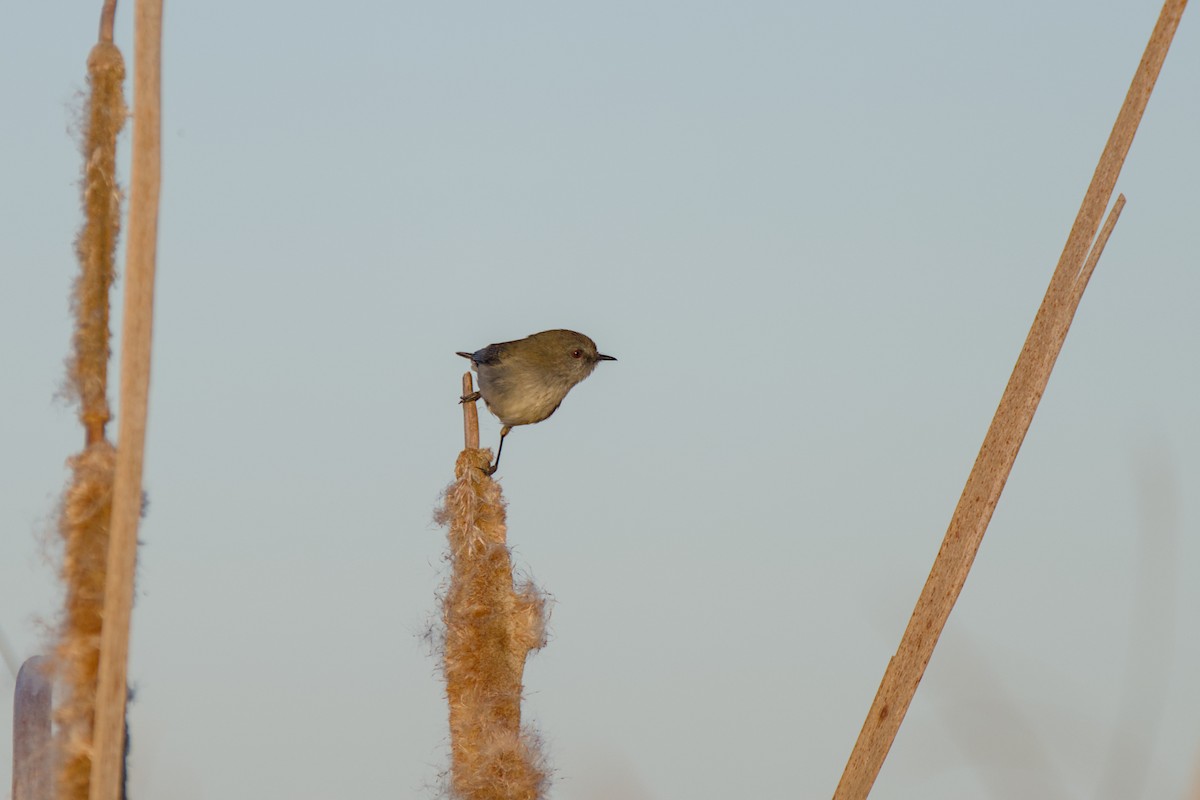 Gray Gerygone - ML643338944