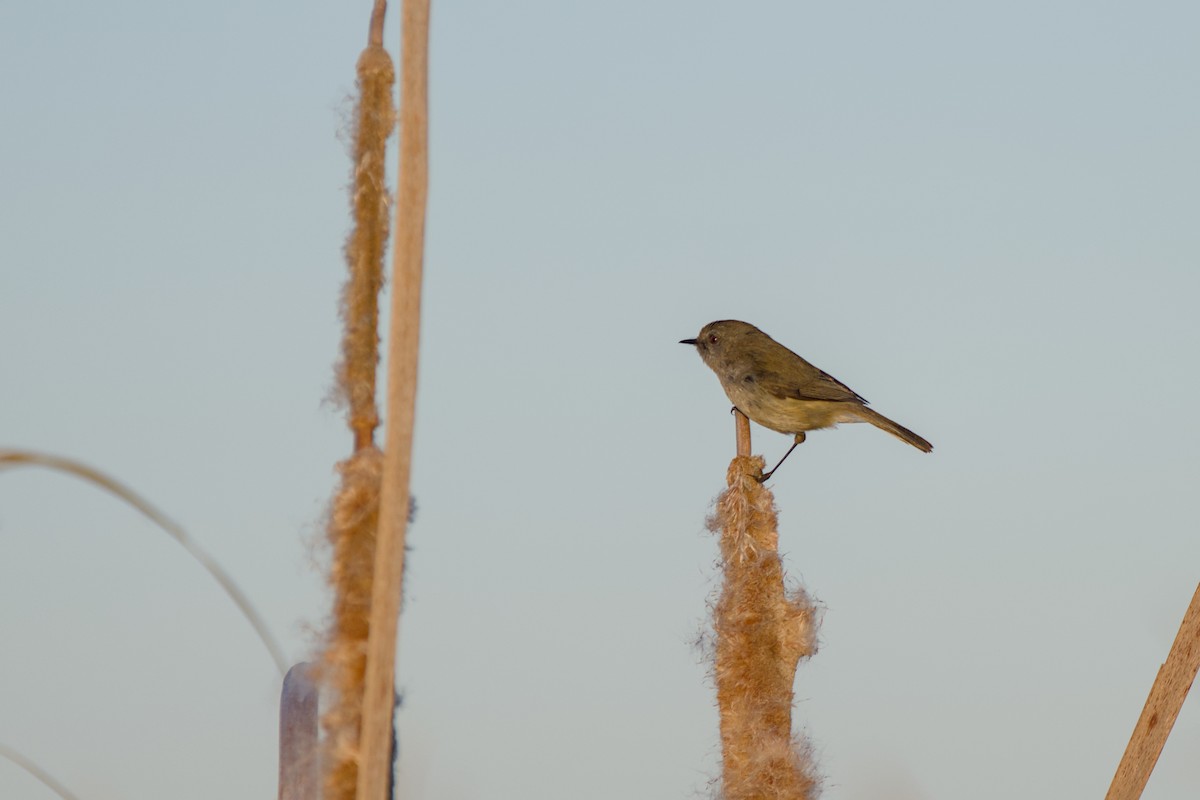 Gray Gerygone - ML643338946