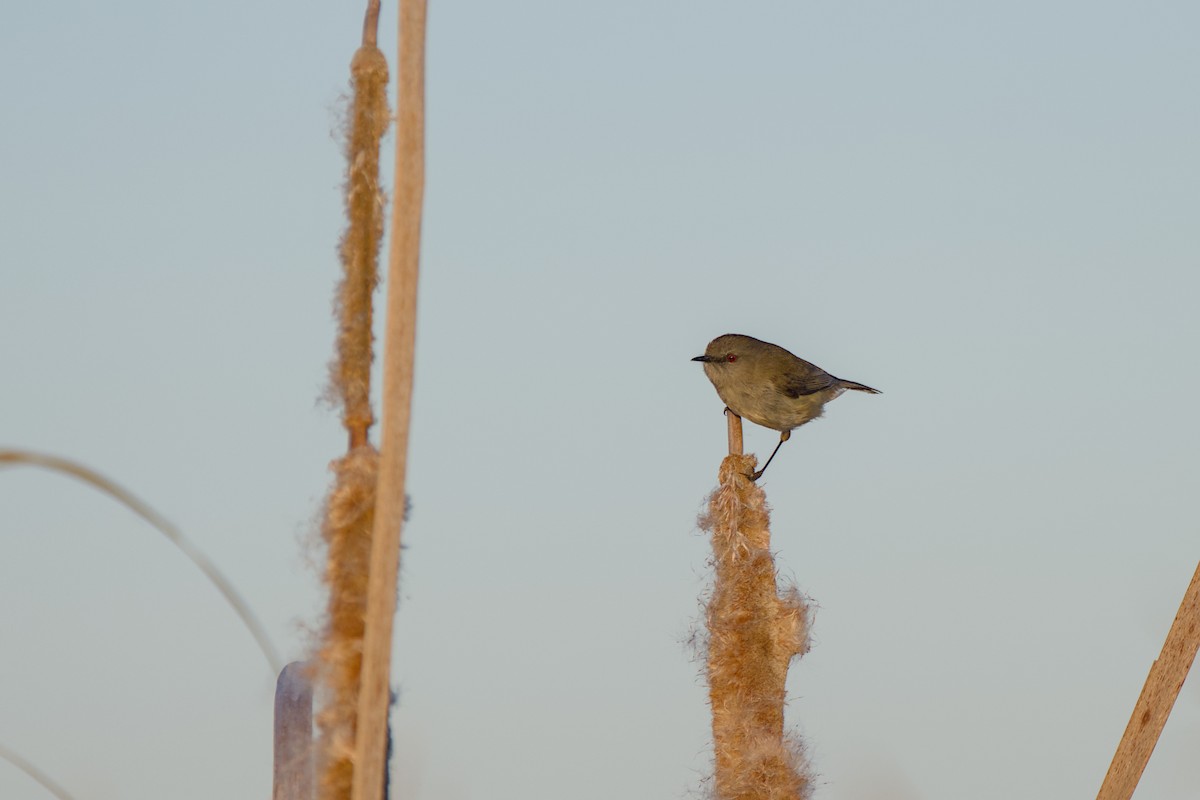Gray Gerygone - ML643338948