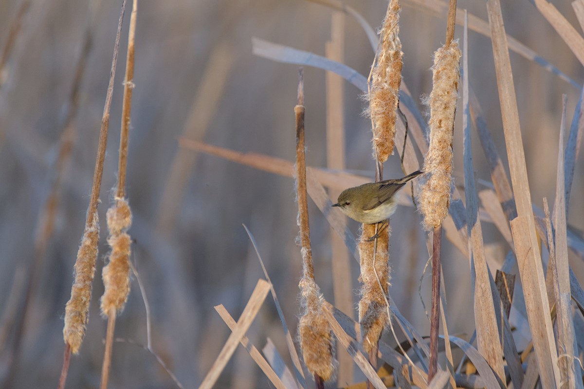 Gray Gerygone - ML643338950