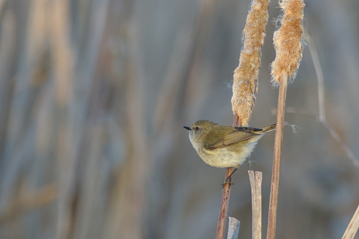 Gray Gerygone - ML643338951
