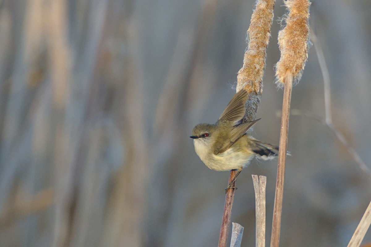 Gray Gerygone - ML643338952