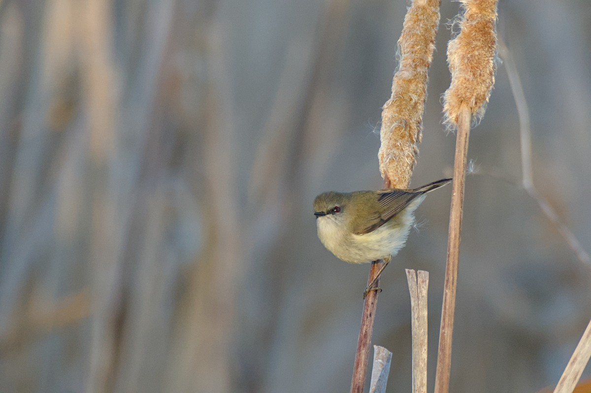 Gray Gerygone - ML643338954