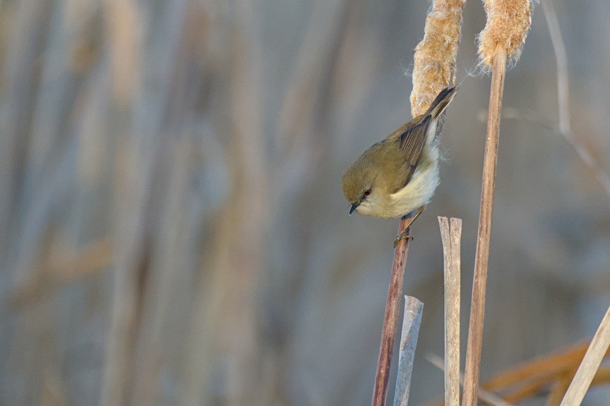 Gray Gerygone - ML643338956