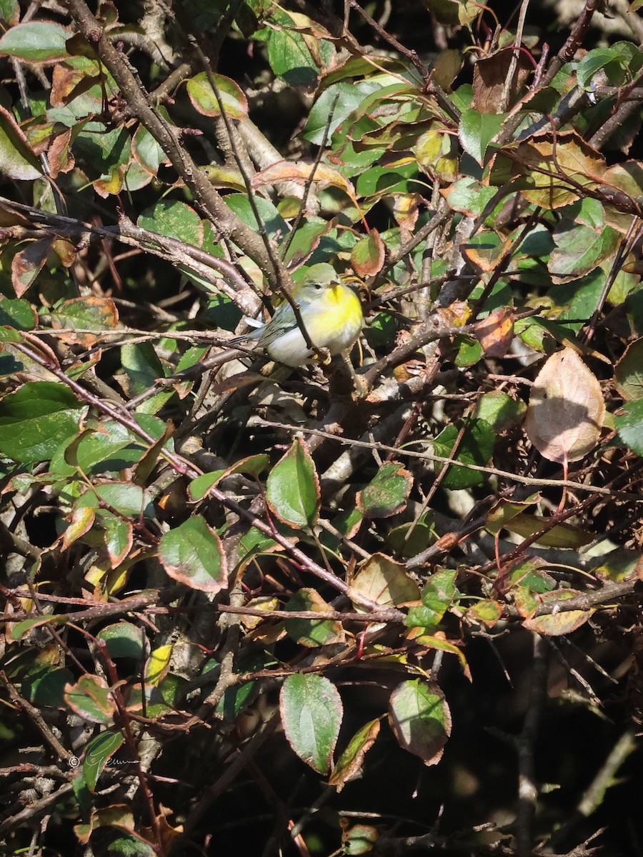 Northern Parula - ML643338958