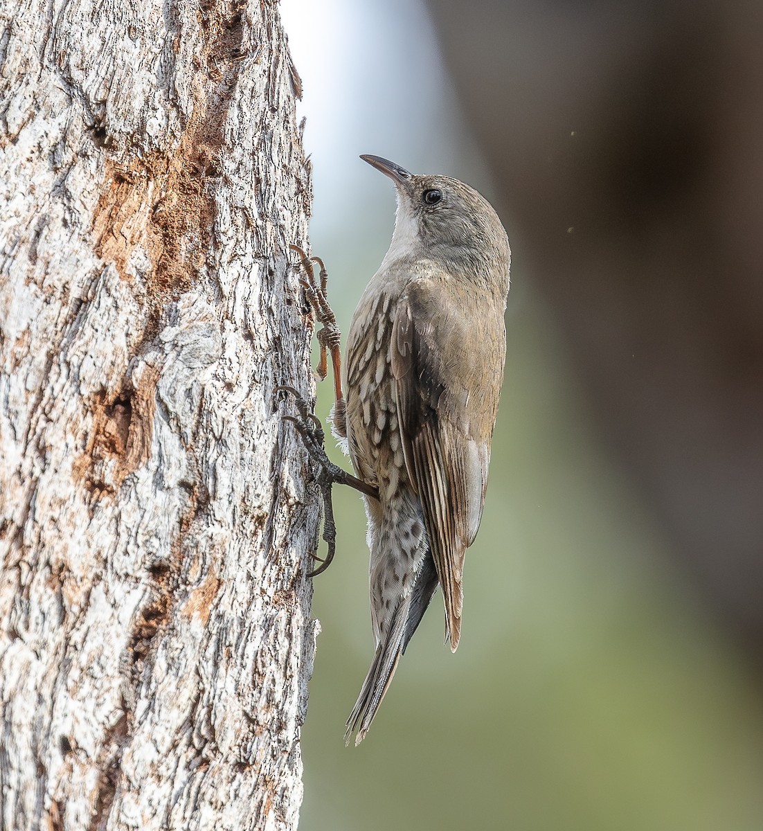 White-throated Treecreeper - ML643338965