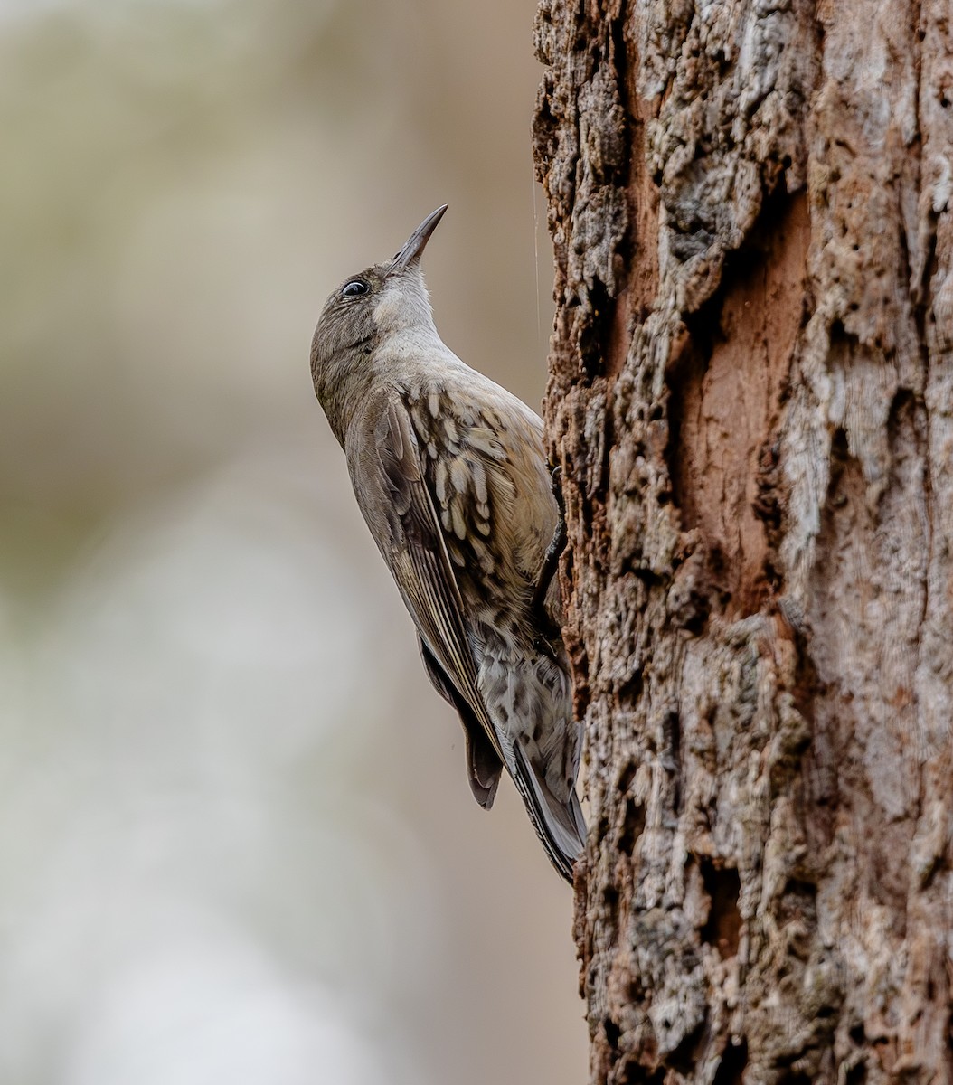 White-throated Treecreeper - ML643338966