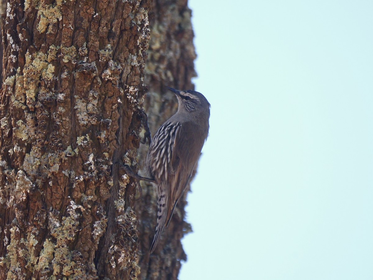 White-browed Treecreeper - ML643338972