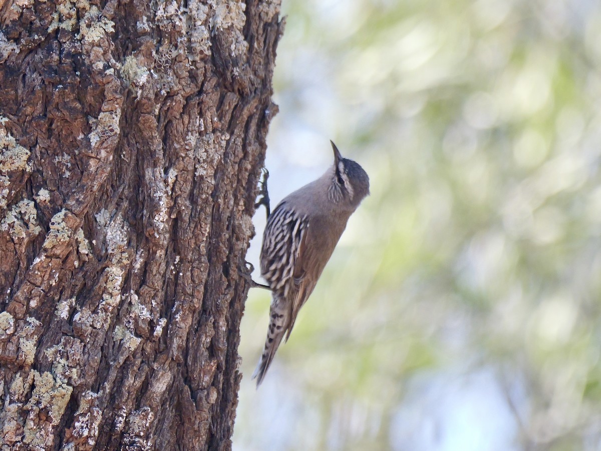 White-browed Treecreeper - ML643338973
