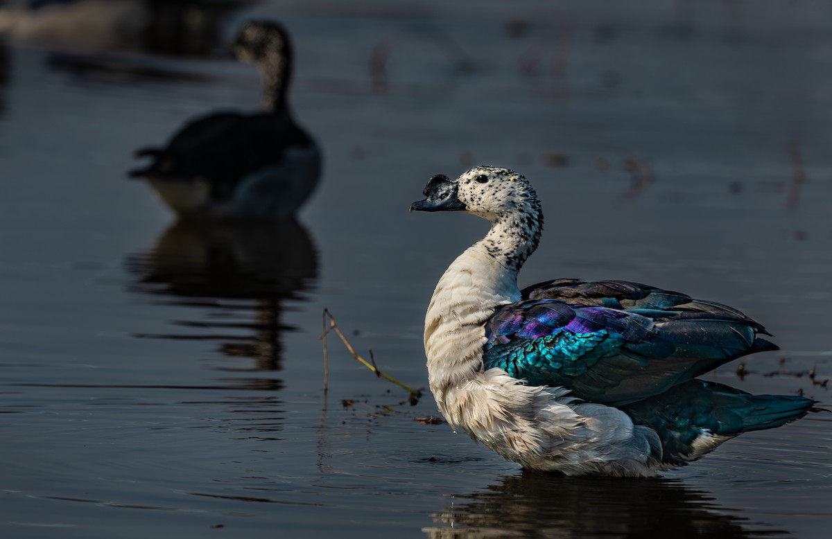 Knob-billed Duck - ML643338987