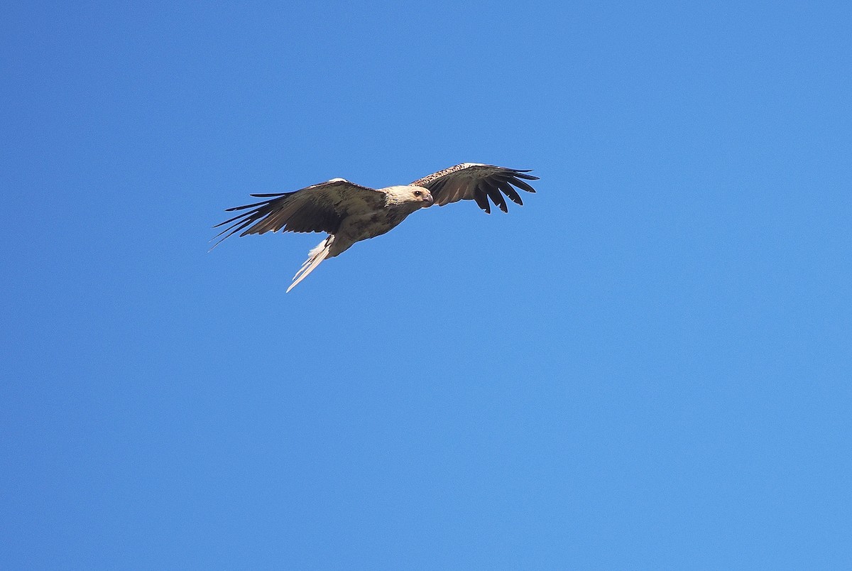 Whistling Kite - ML643338988